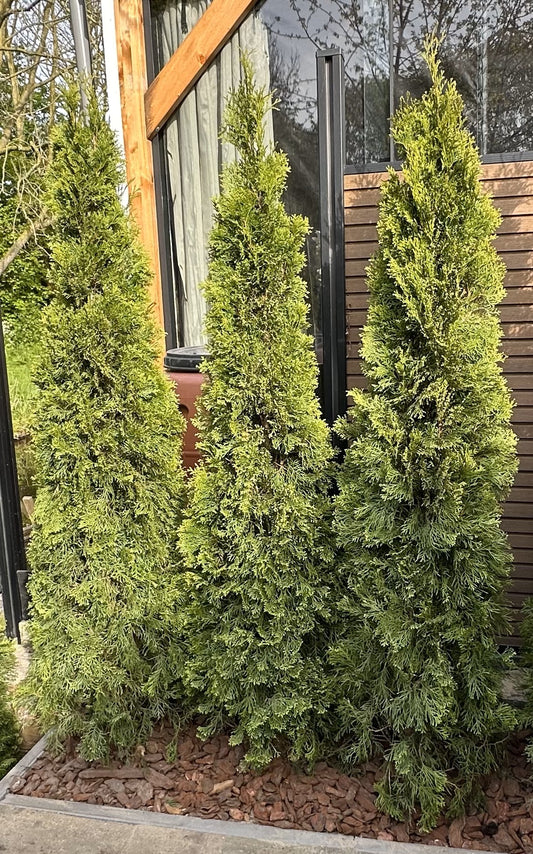 Thuja smaragd