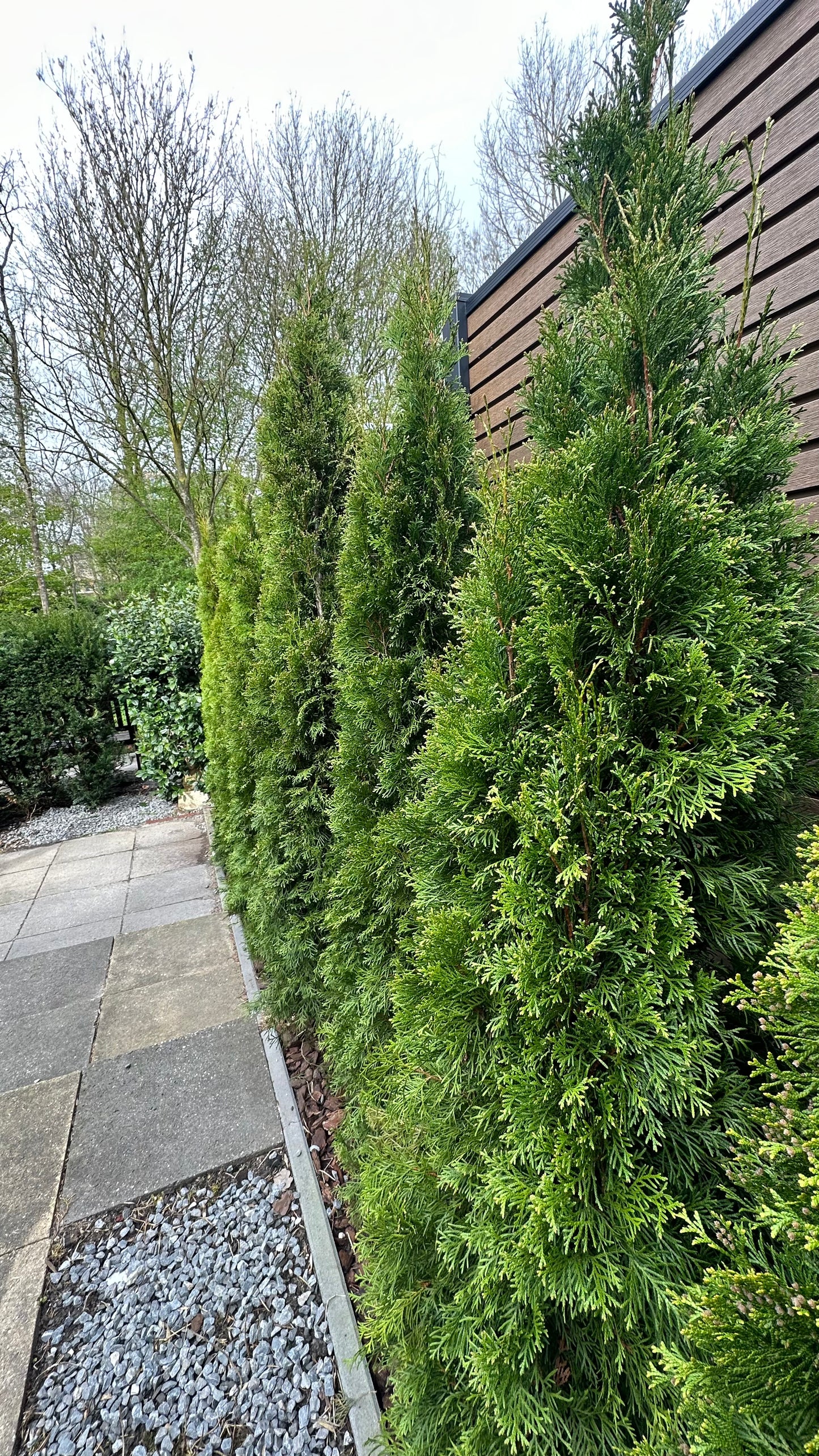 Thuja smaragd